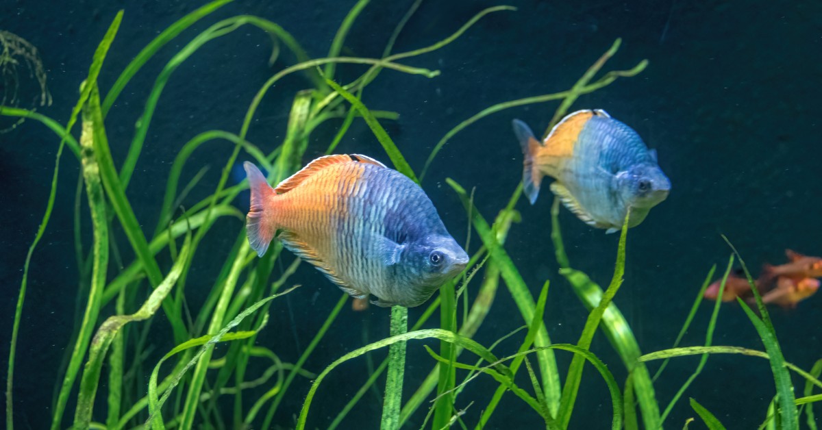 Meet the Rainbowfish